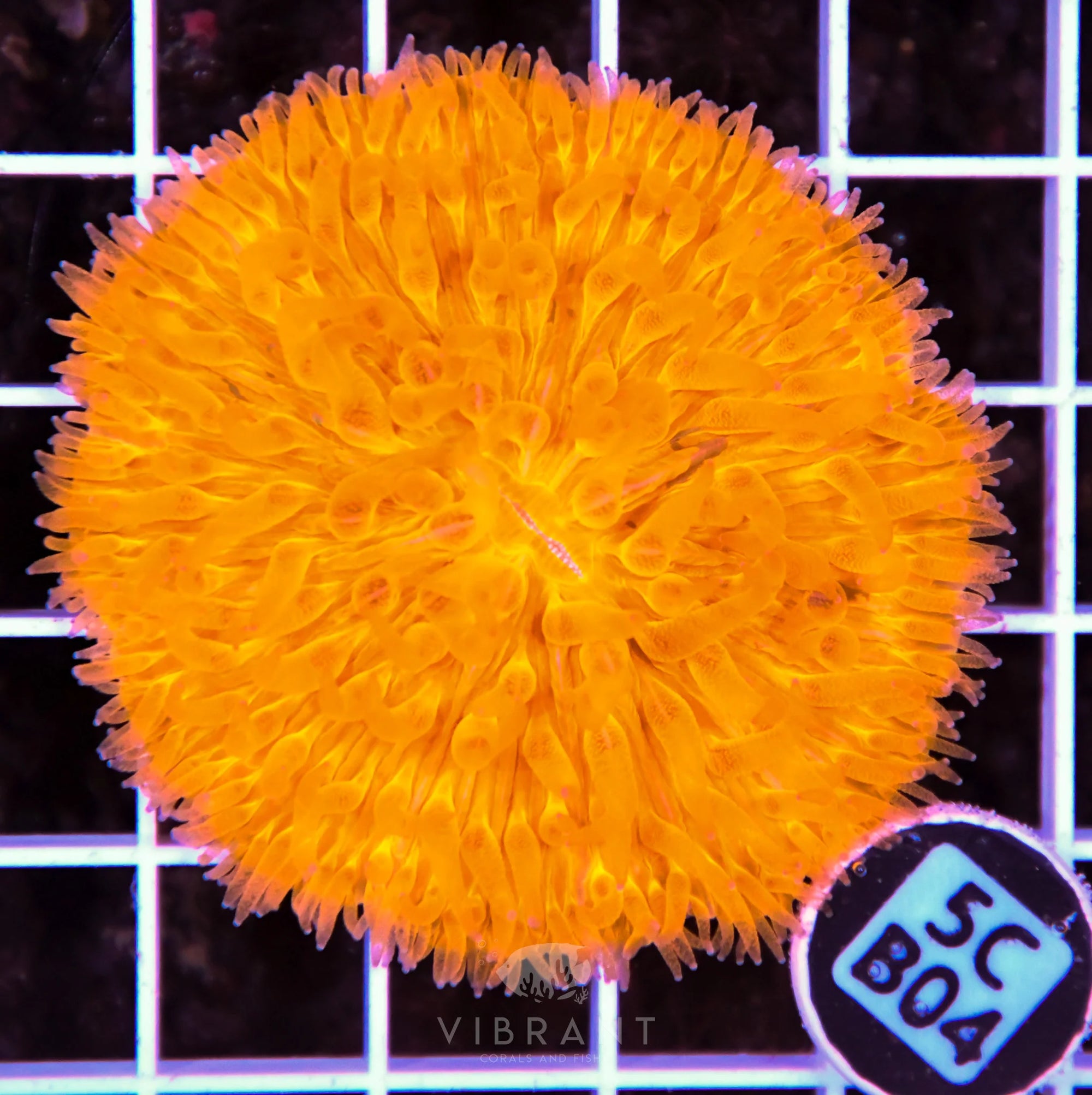 Fungia ORANGE AUS