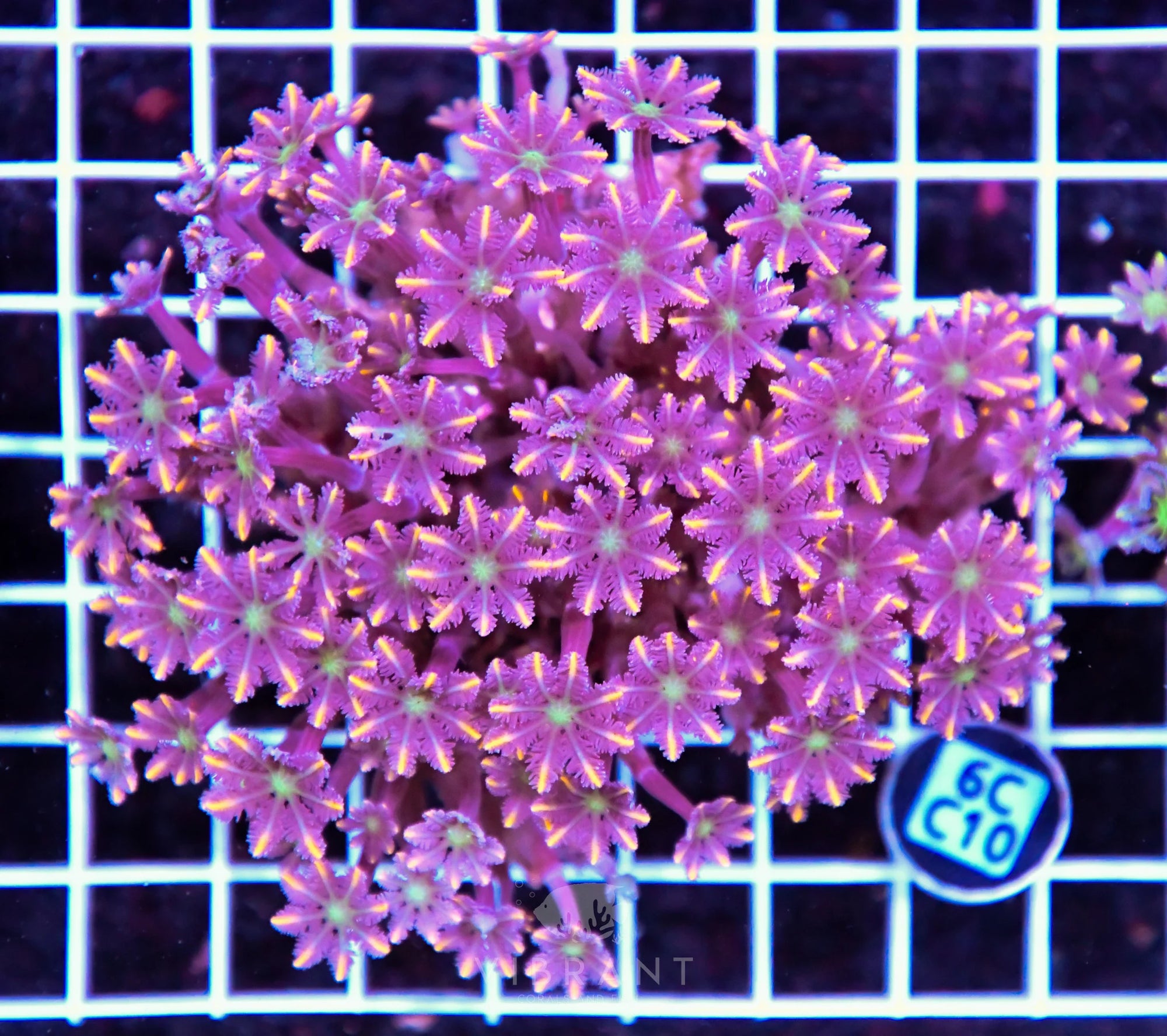 Clove Polyp INDO W