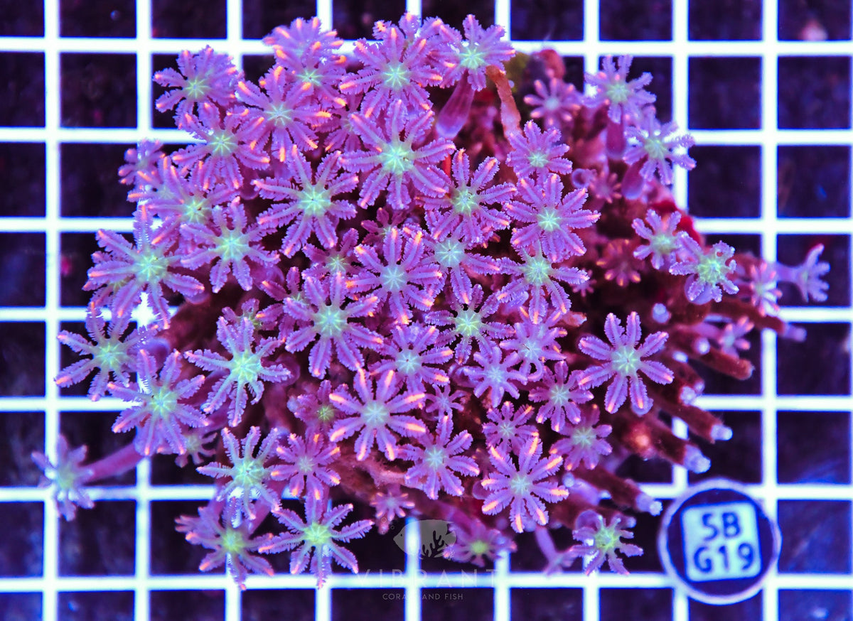 Clove Polyp INDO