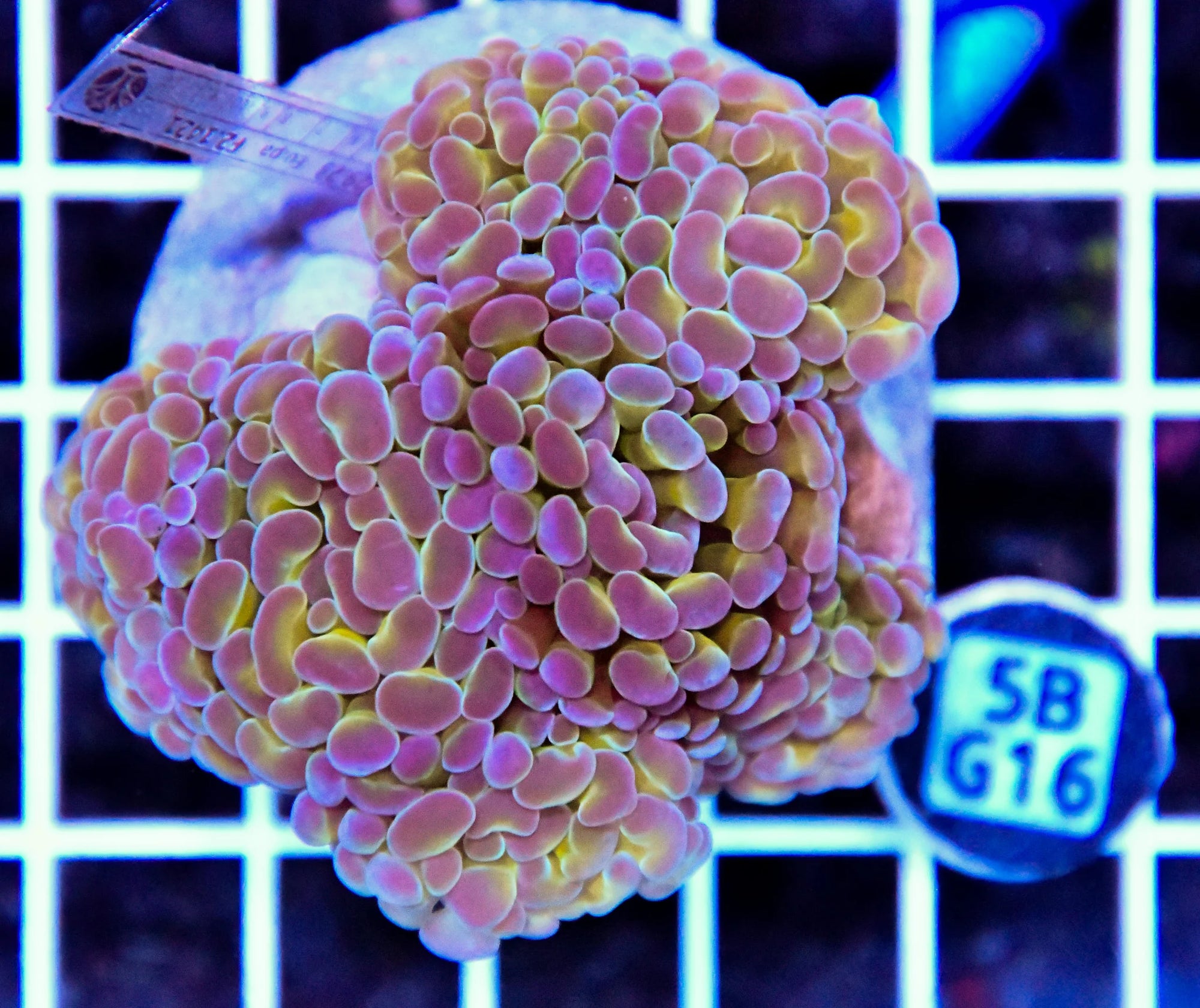 Hammer Branching INDO Halogram