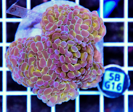 Hammer Branching INDO Halogram