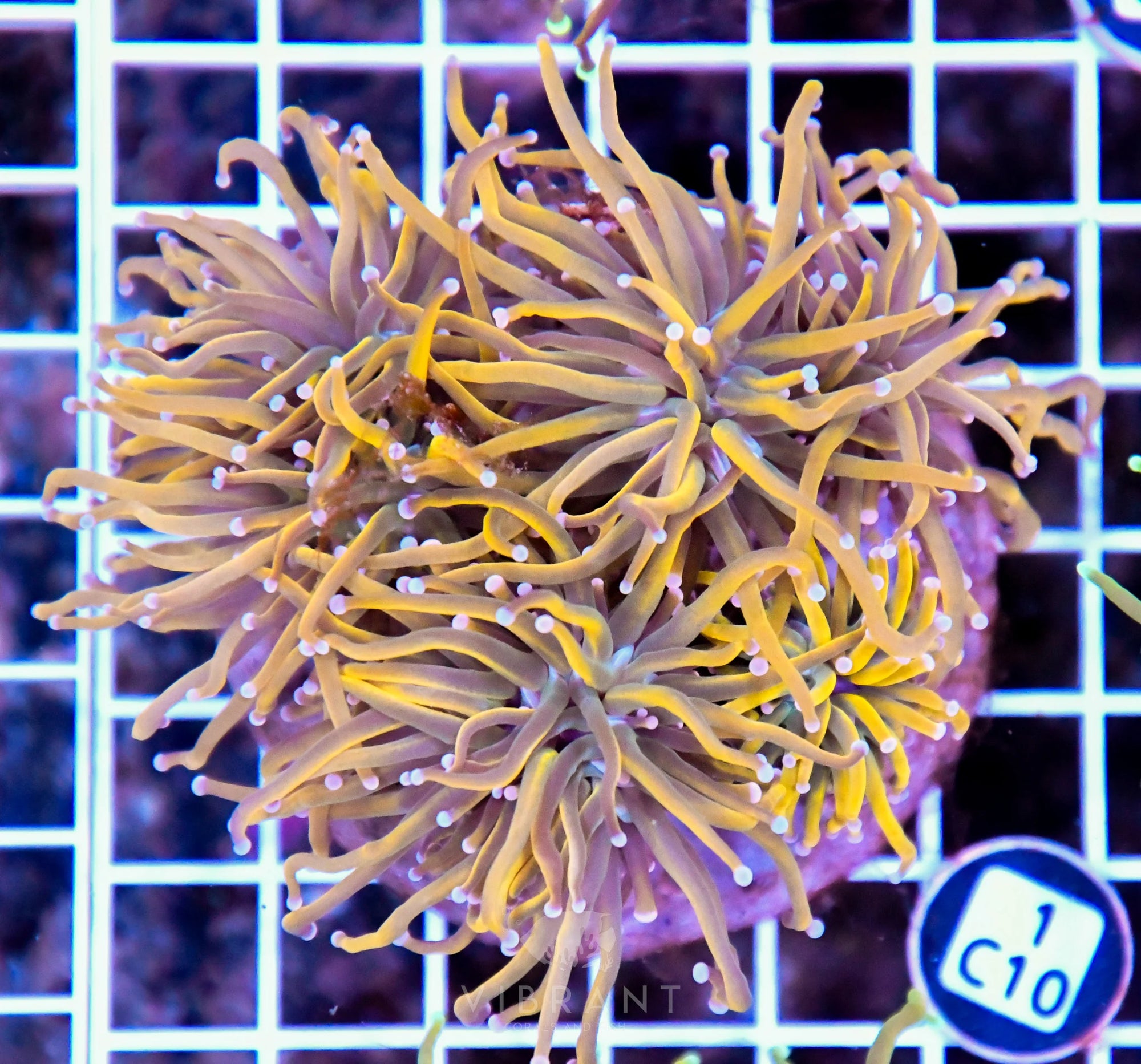 Torch INDO Colony