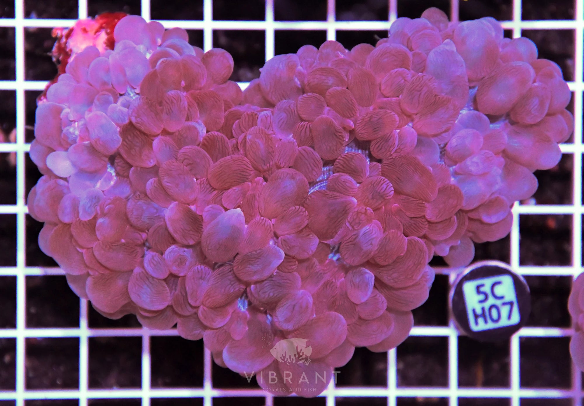 Bubble Coral AUS
