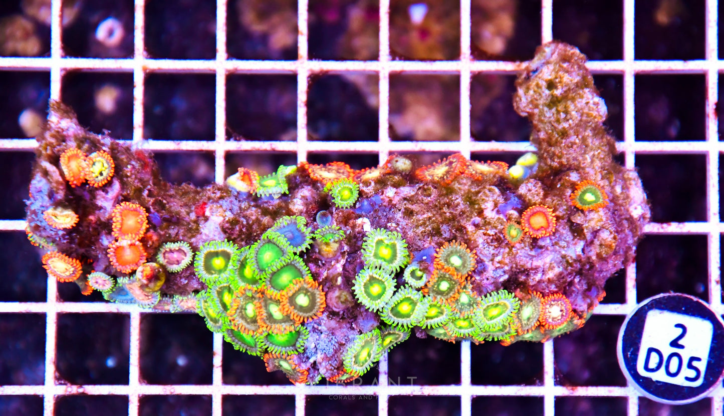 Zoa AUS