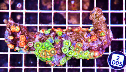 Zoa AUS