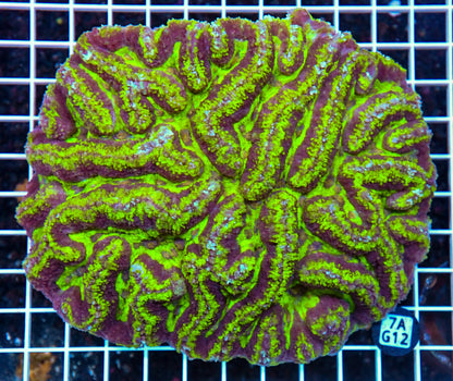 Symphyllia INDO W
