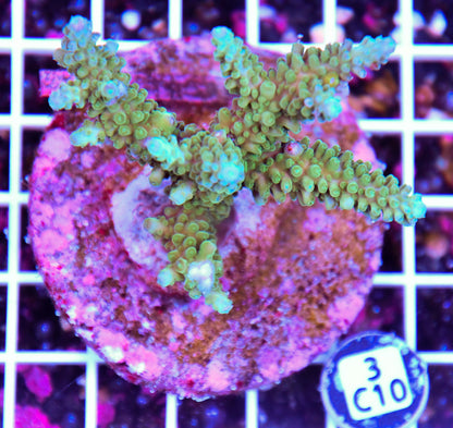 Acro INDO
