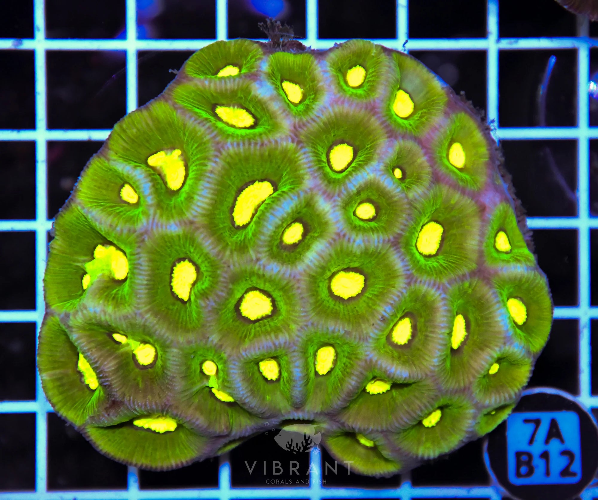 Goniastrea AUS