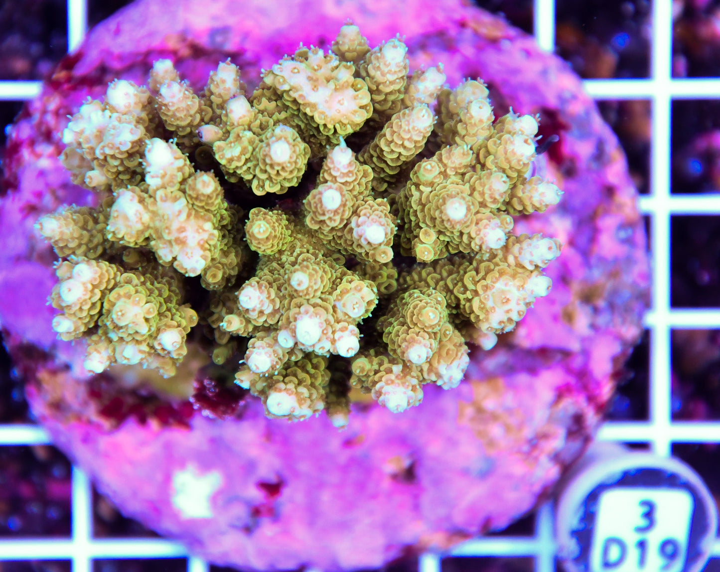 Acro INDO