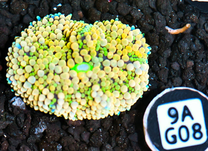 Ricordea Mushroom