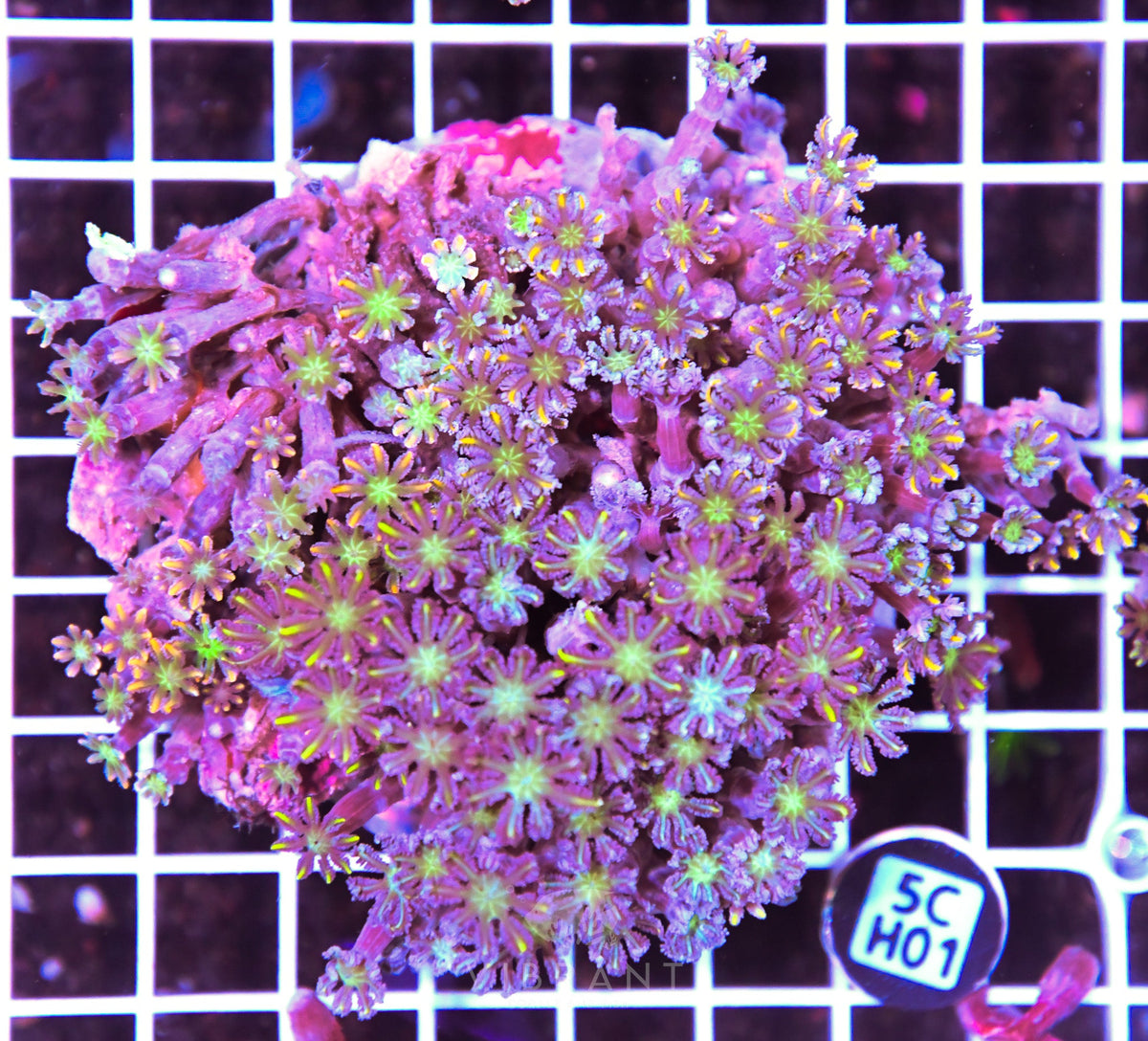 Clove Polyp INDO