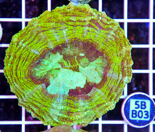 Acanthophyllia AUS
