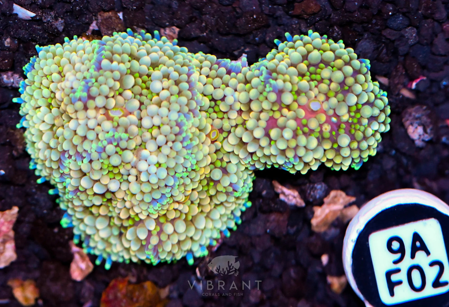 Ricordea Mushroom