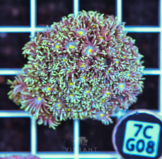 Frag Goniopora WAUS