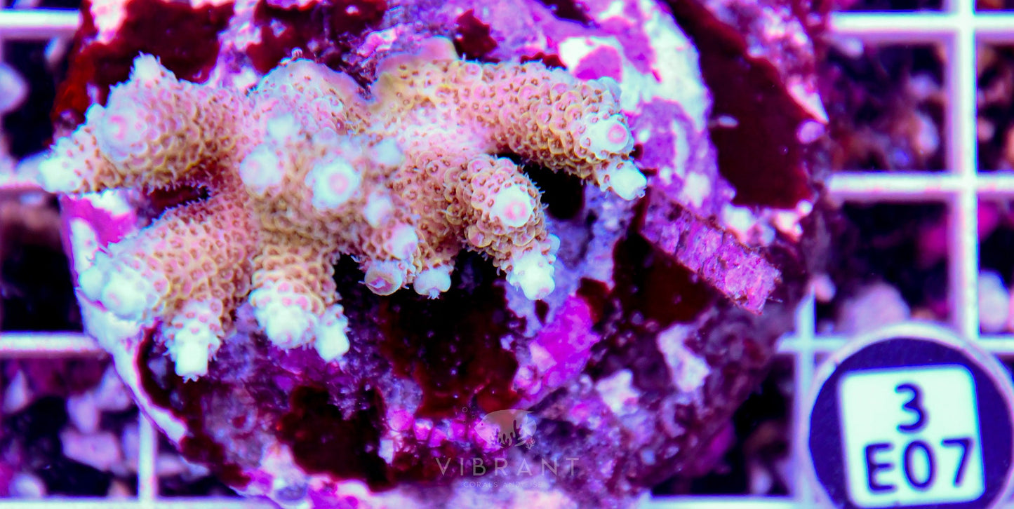 Acro INDO