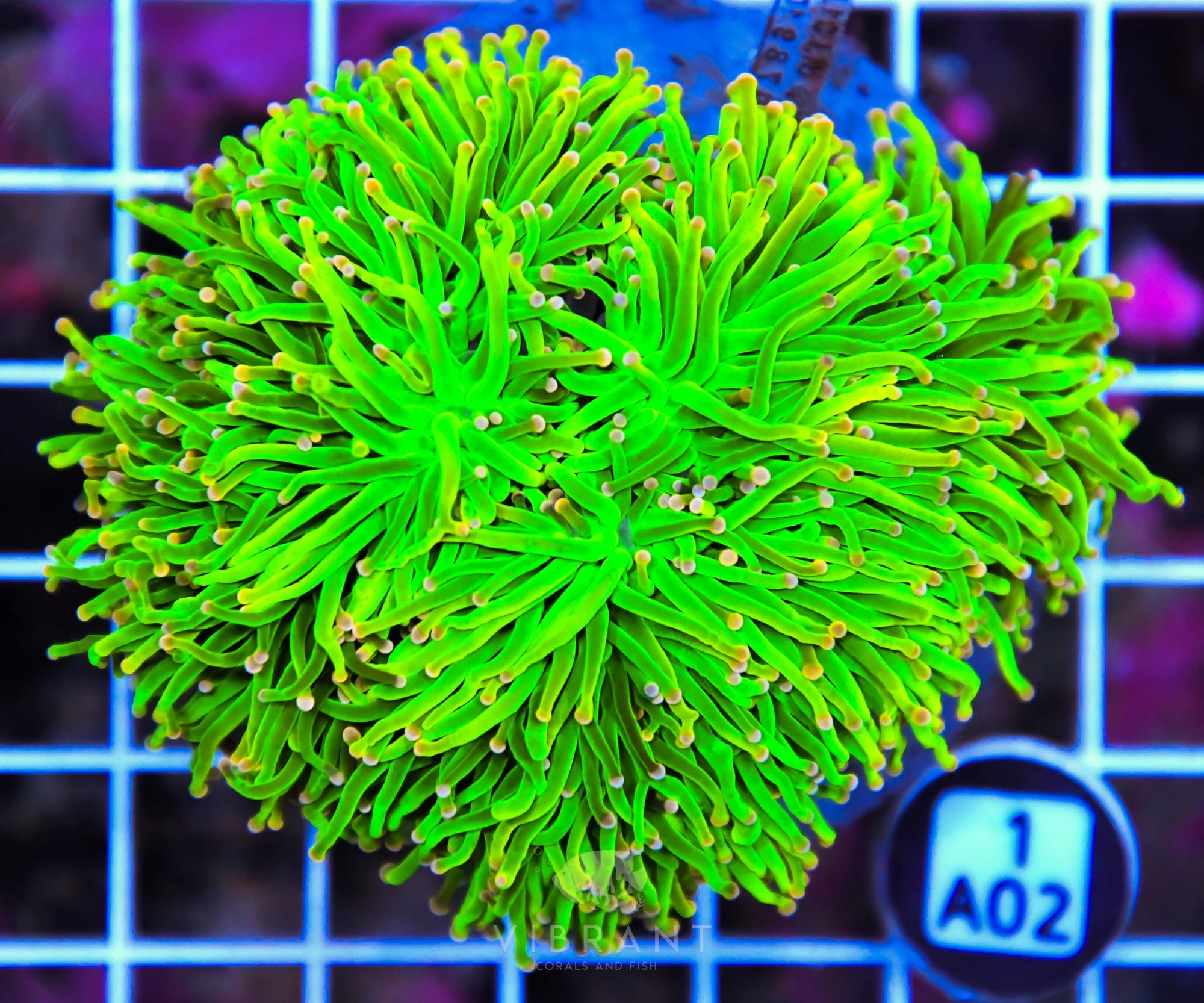 Torch INDO