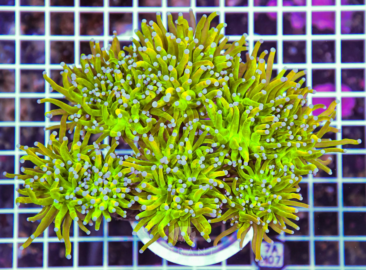 Torch INDO W