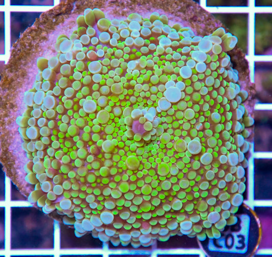 Mushroom INDO