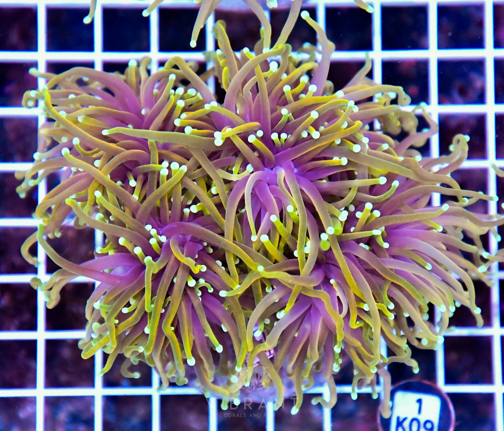 Torch INDO Colony