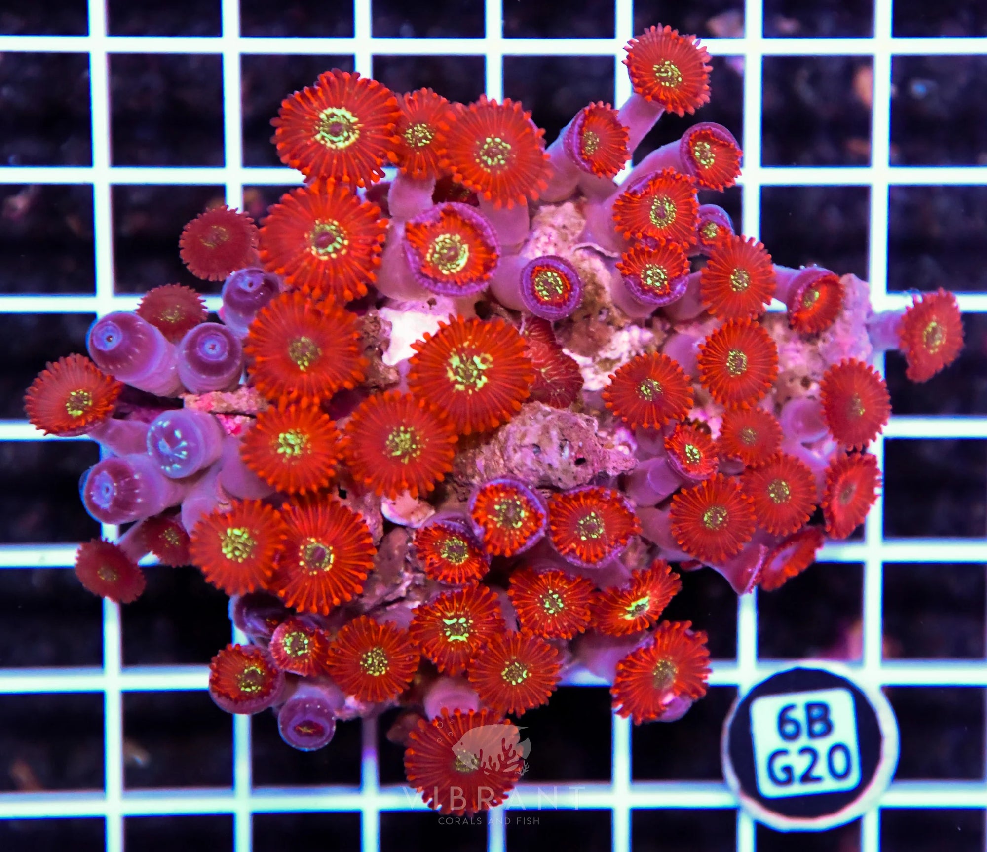 Zoa INDO W