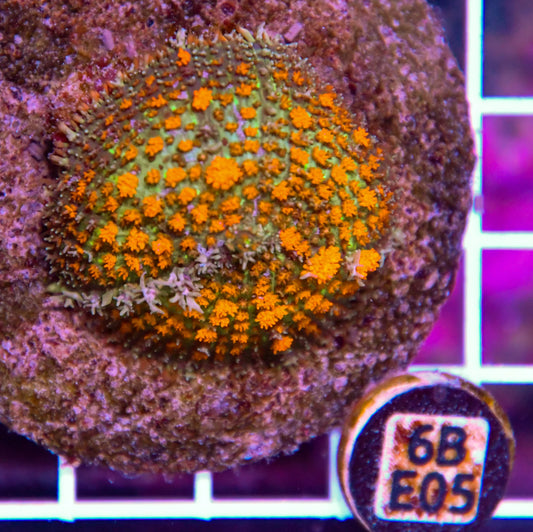 Mushroom INDO