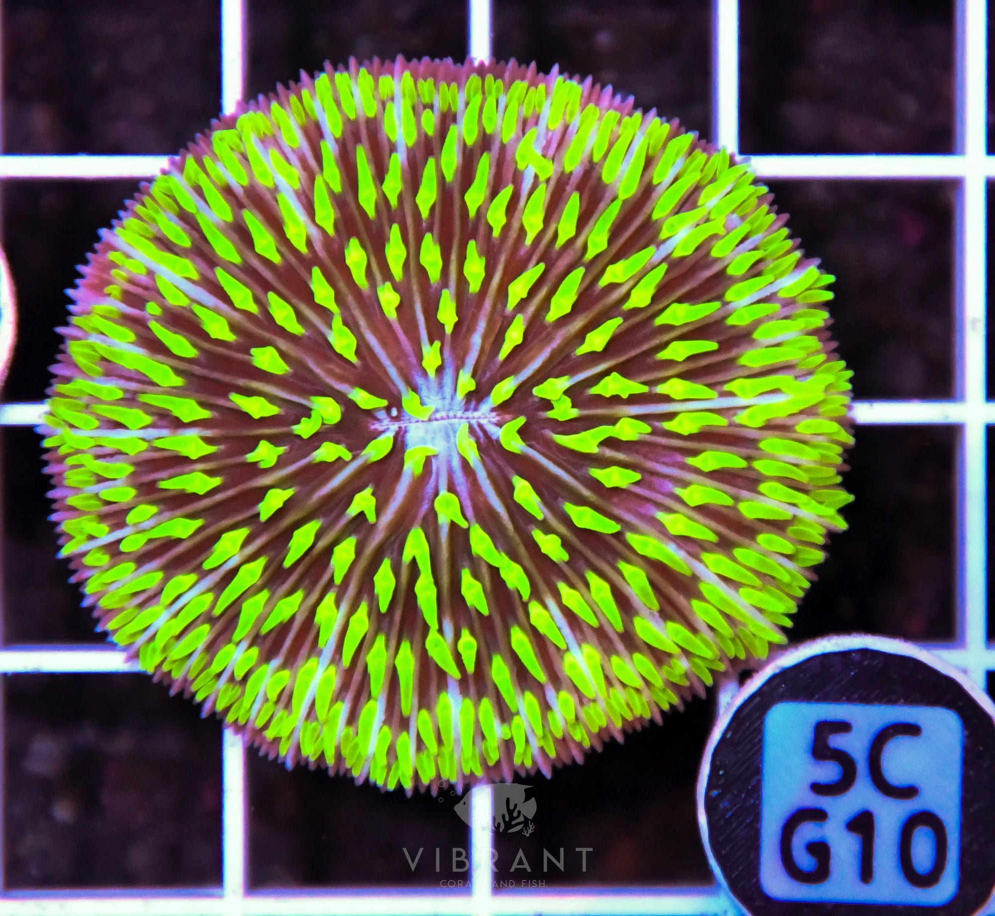 Fungia AUS