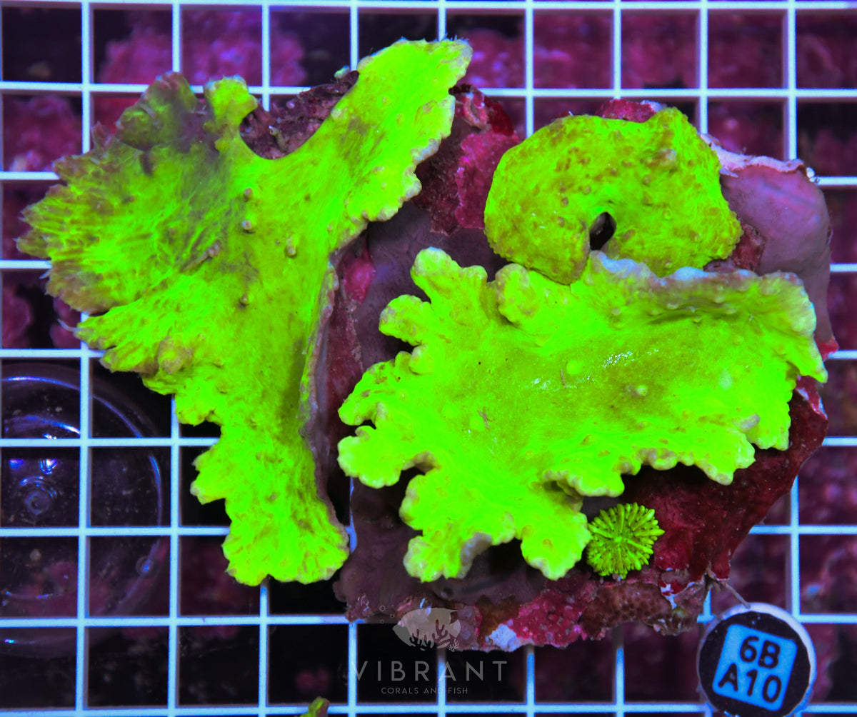 Cabbage Coral INDO
