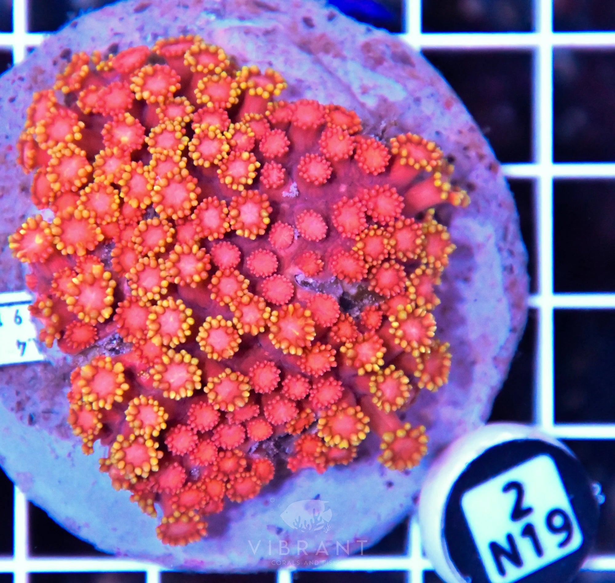 Goniopora INDO