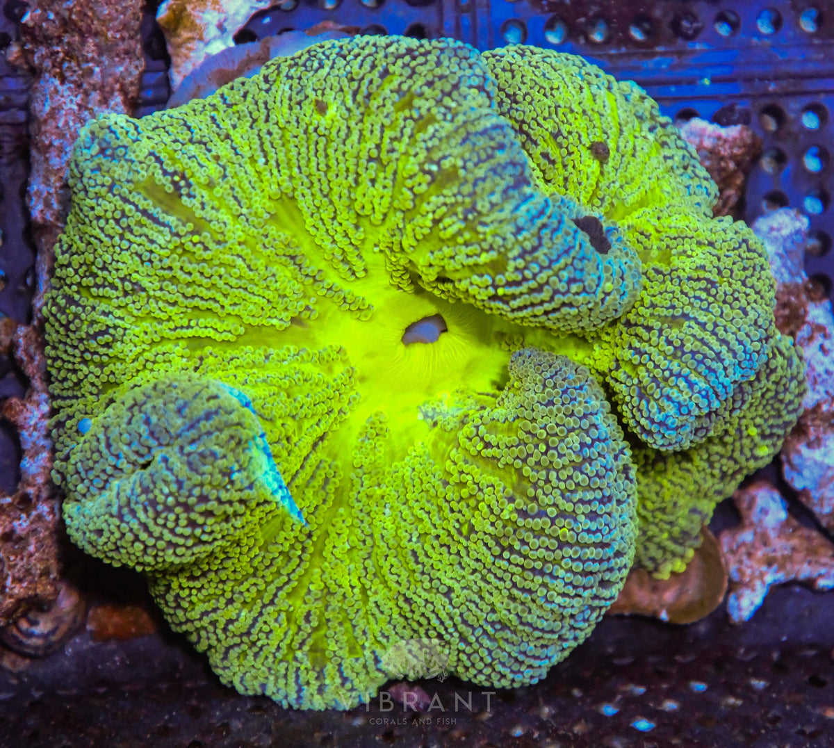 Carpet Anemone