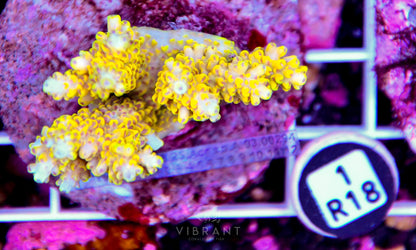 Acro INDO