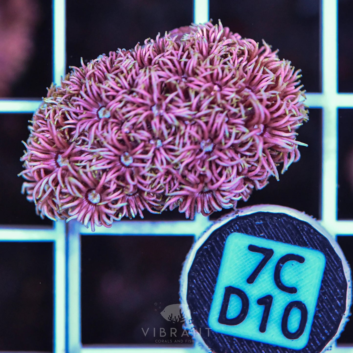 Frag Goniopora WAUS