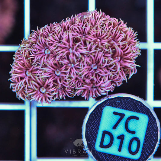 Frag Goniopora WAUS