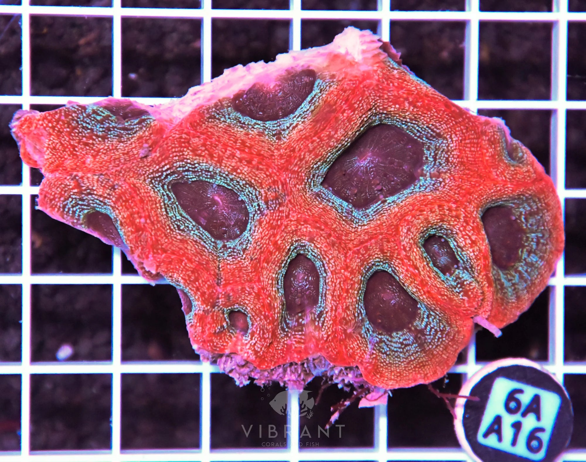 Acan Bower AUS