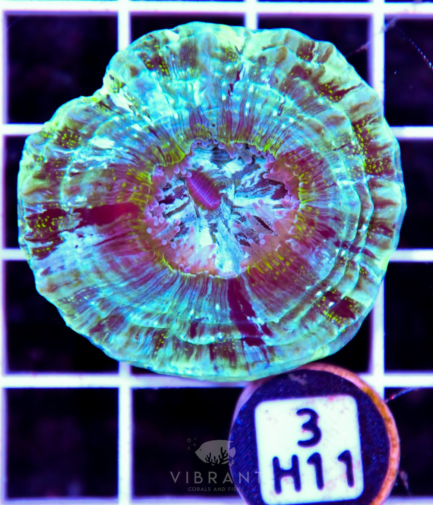 Acanthophyllia AUS