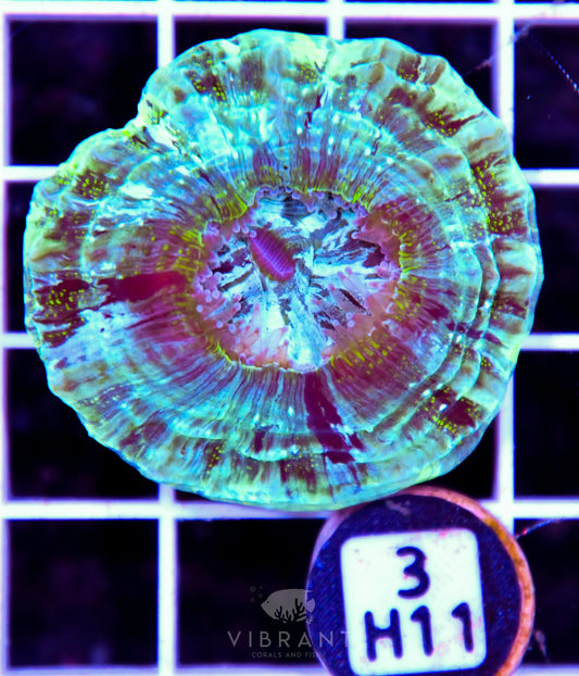 Acanthophyllia AUS