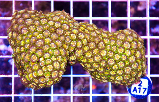 Zoa INDO W