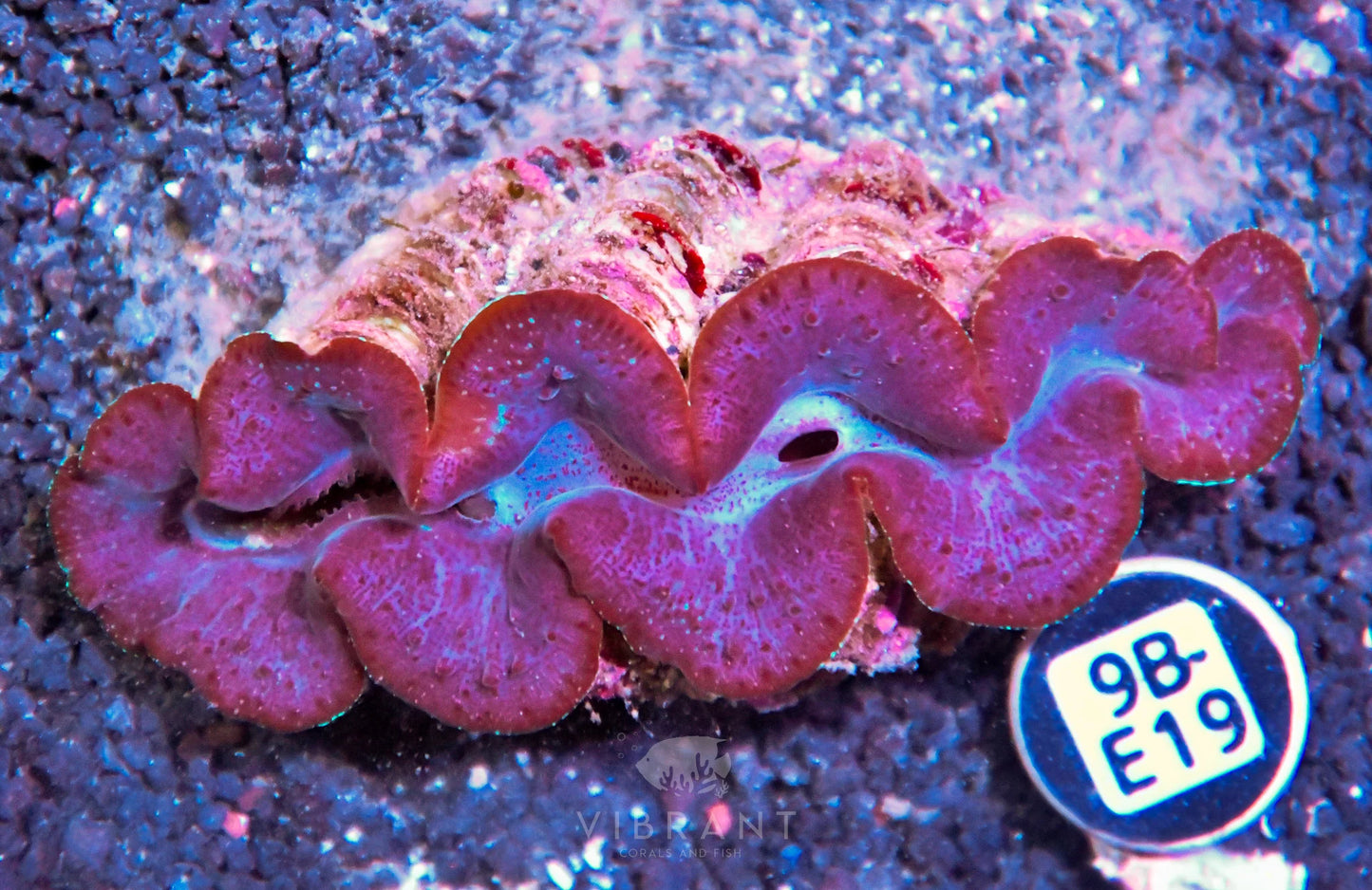 Clam NINGALOO