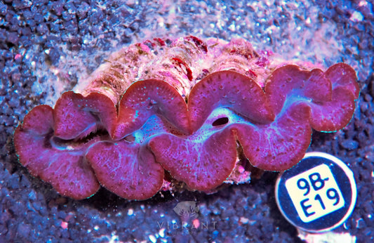 Clam NINGALOO