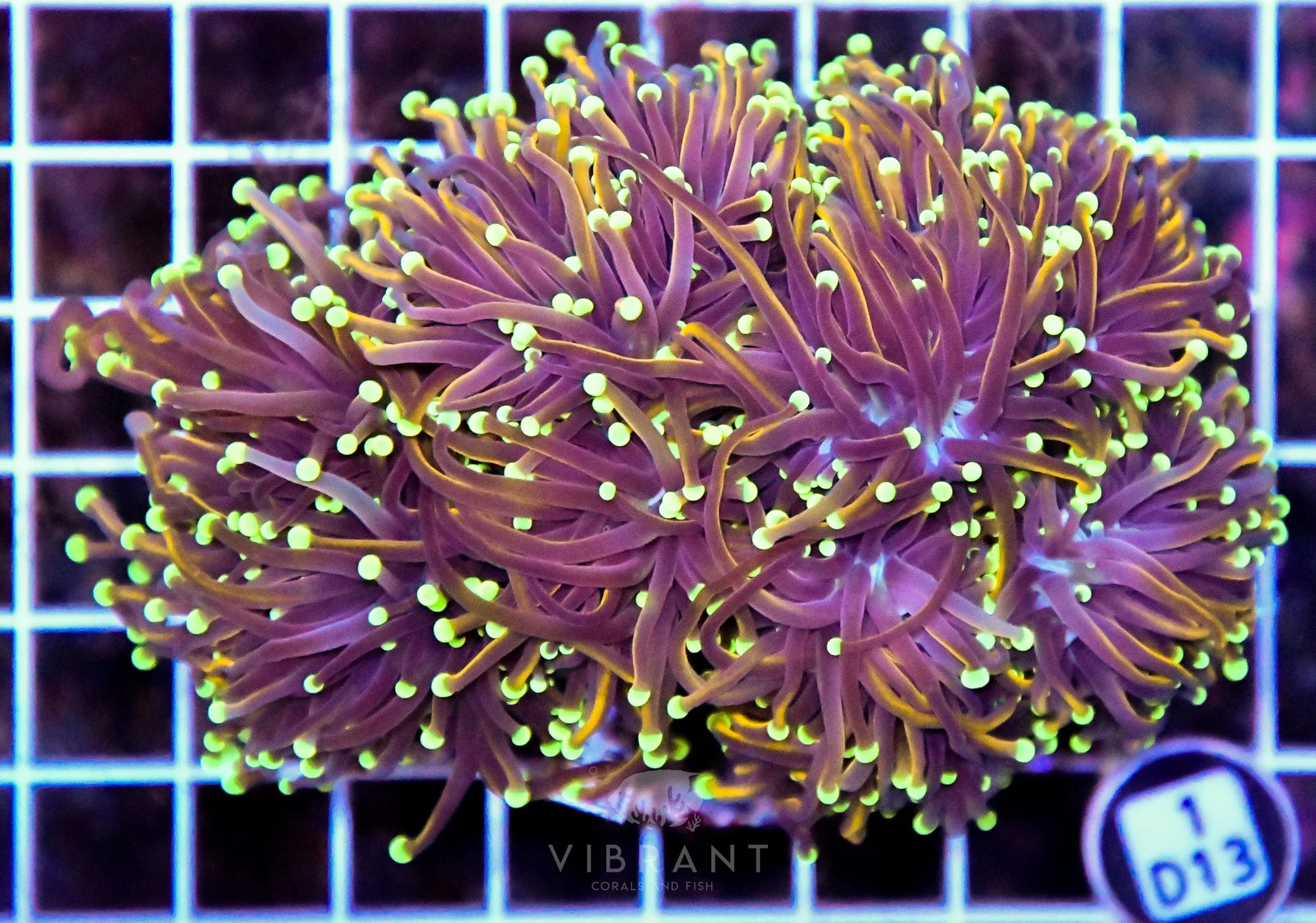 Torch INDO Colony