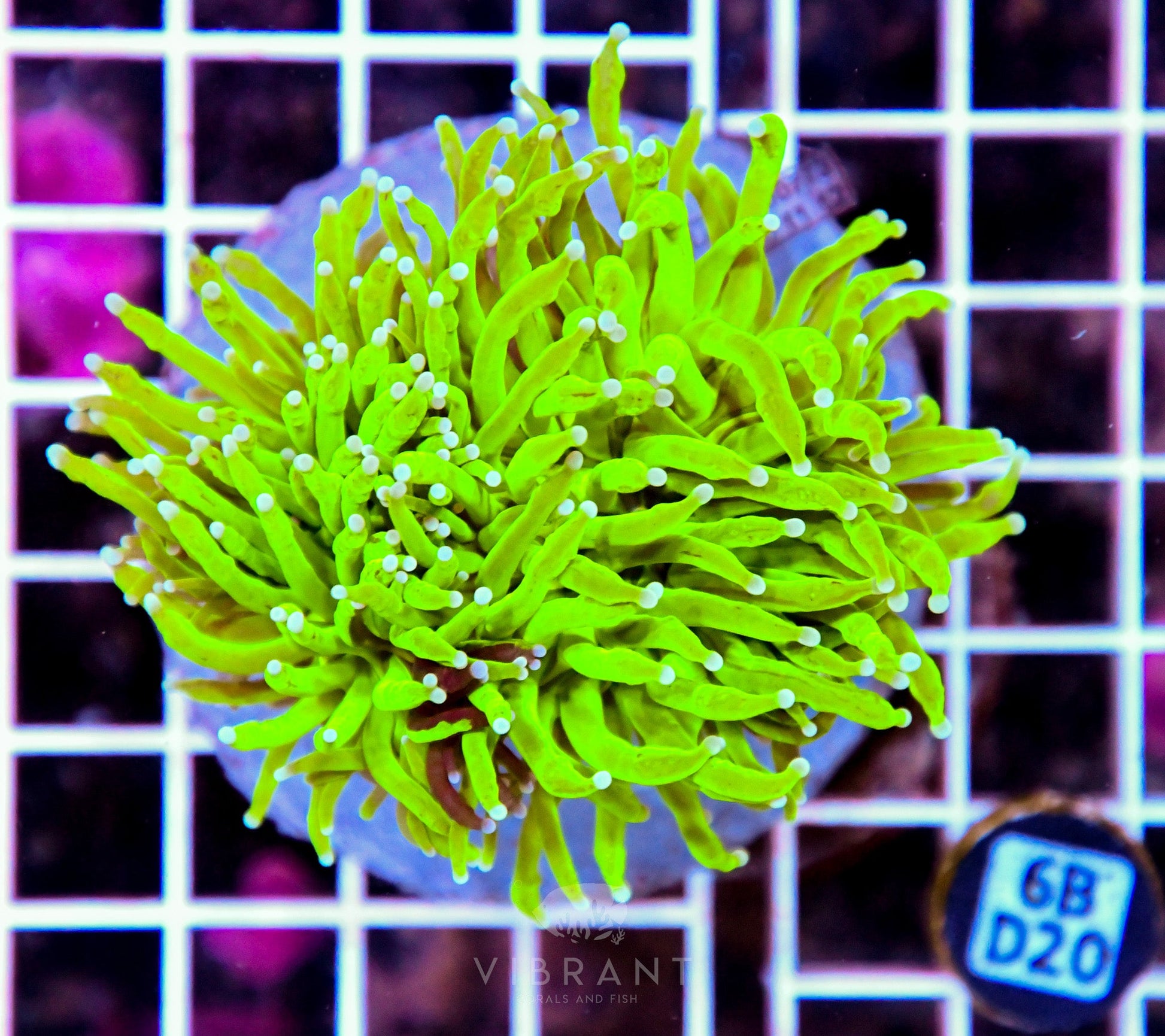 Torch INDO