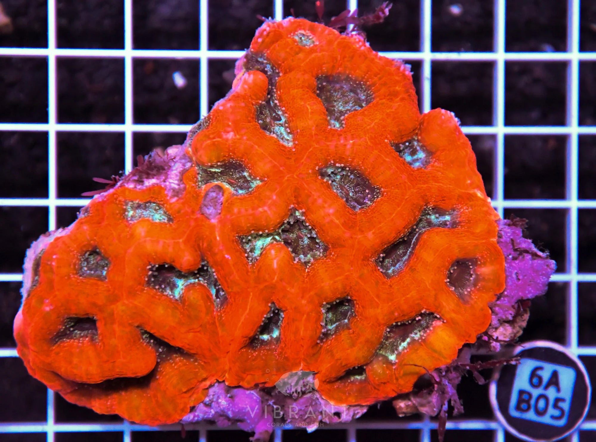Acan Bower AUS
