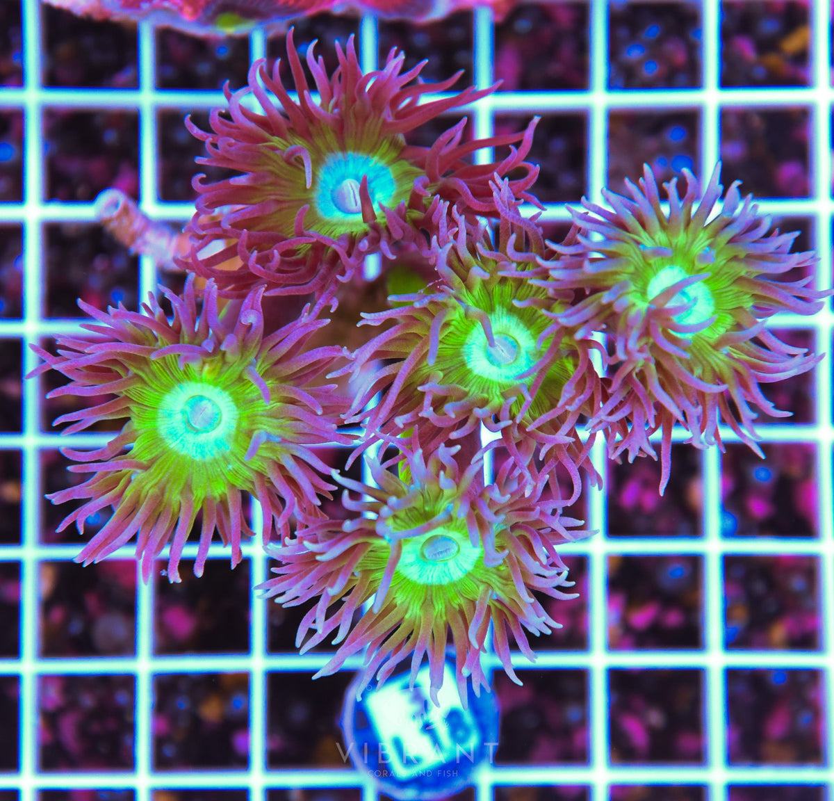 Duncan Colony AUS