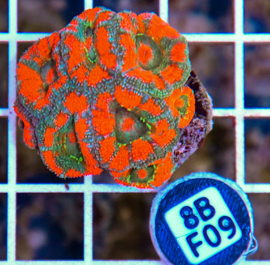 Micromussa WAUS
