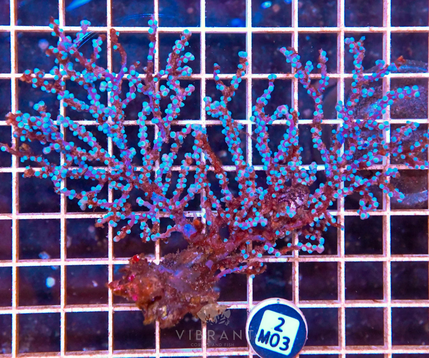 Gorgonian INDO W