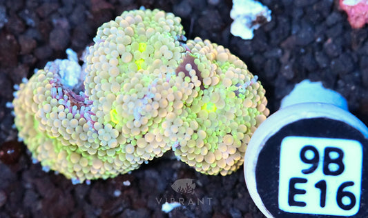 Ricordea Mushroom