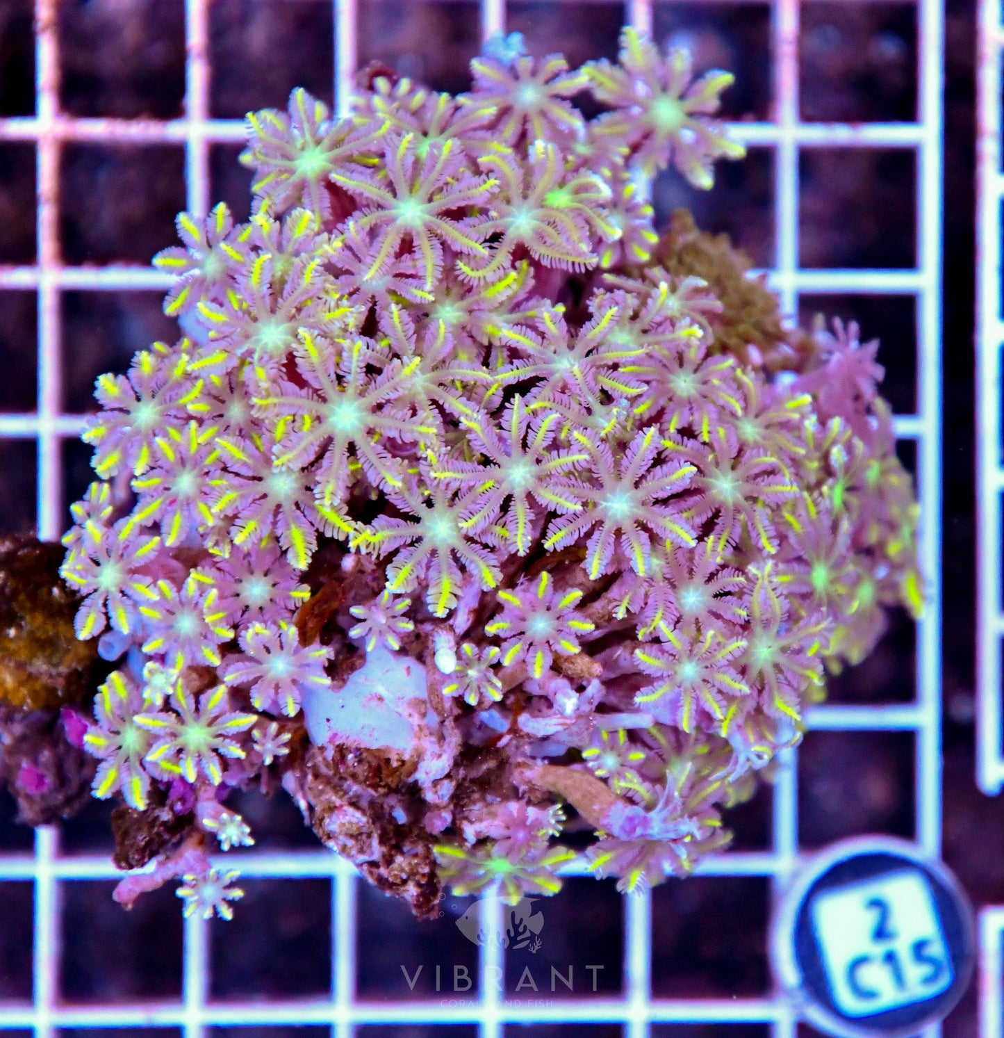 Clove Polyp INDO W
