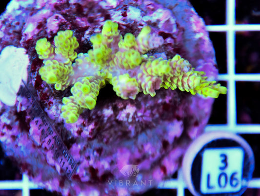 Acro INDO