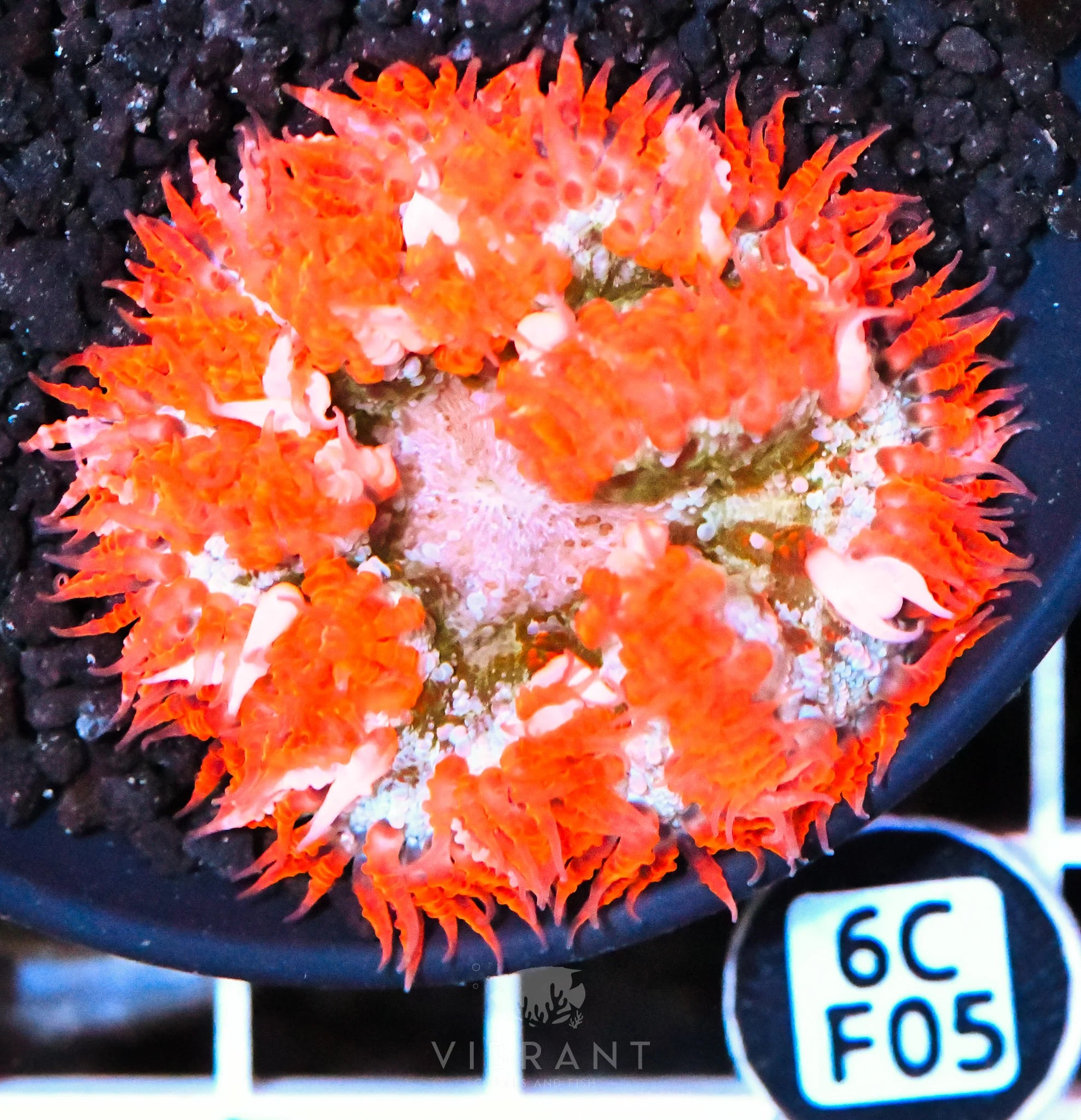 Rock Flower Anemone