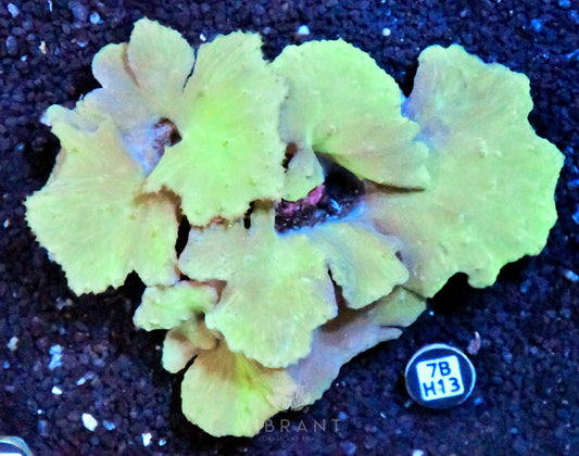 Cabbage Coral INDO W