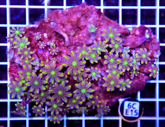 Clove Polyp INDO W